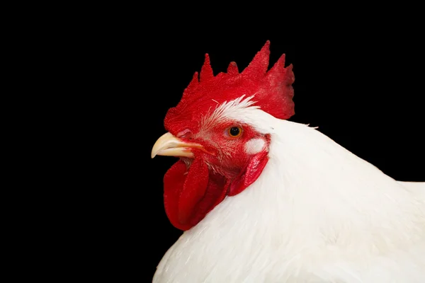 Rooster isolated on black — Stock Photo, Image