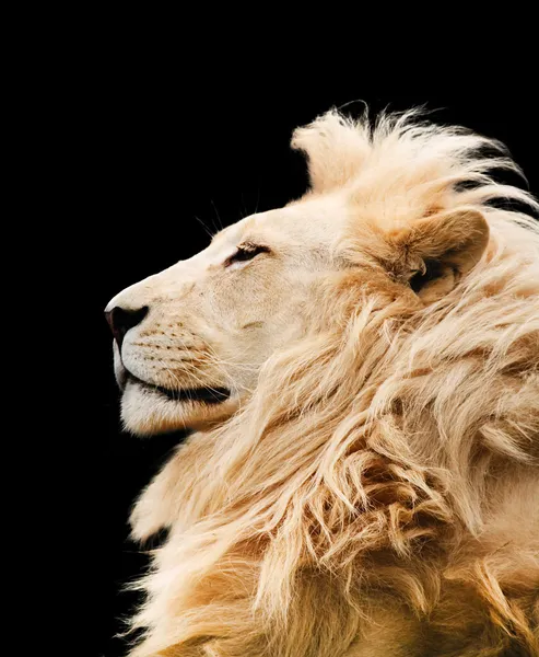 Lion isolated — Stock Photo, Image