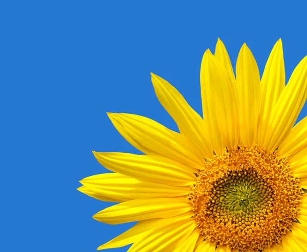 Sunflower background