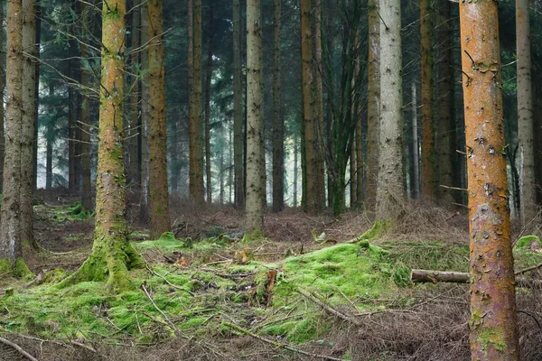 Desbroce forestal —  Fotos de Stock
