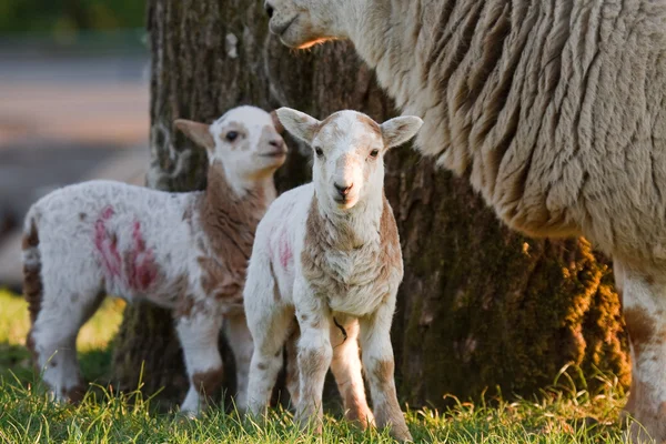 母と子羊 — ストック写真