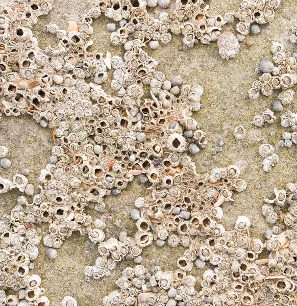 Barnacles — Stock Photo, Image