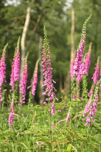 Foxgloves — Stockfoto