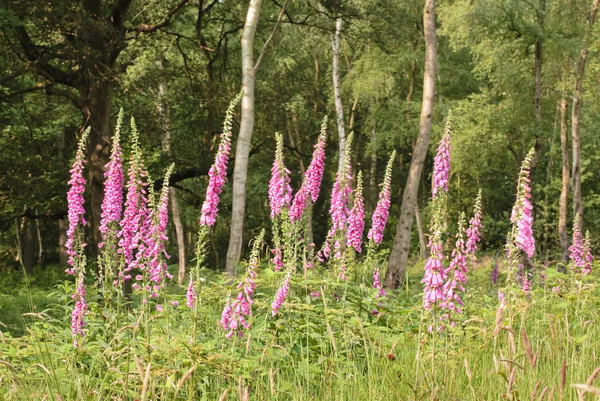 Vilda blommor — Stockfoto