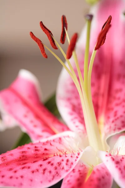 Stargazer lily çiçek — Stok fotoğraf