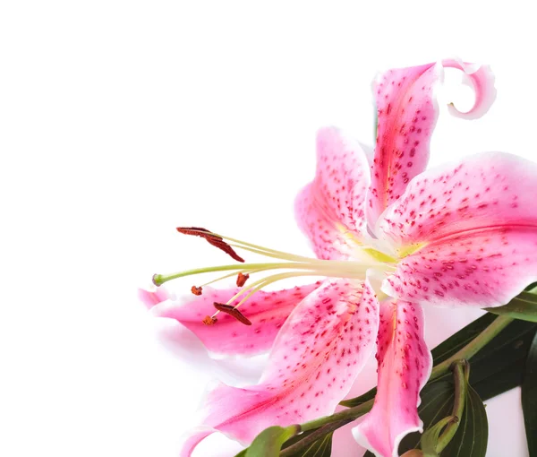 Lily white background — Stock Photo, Image