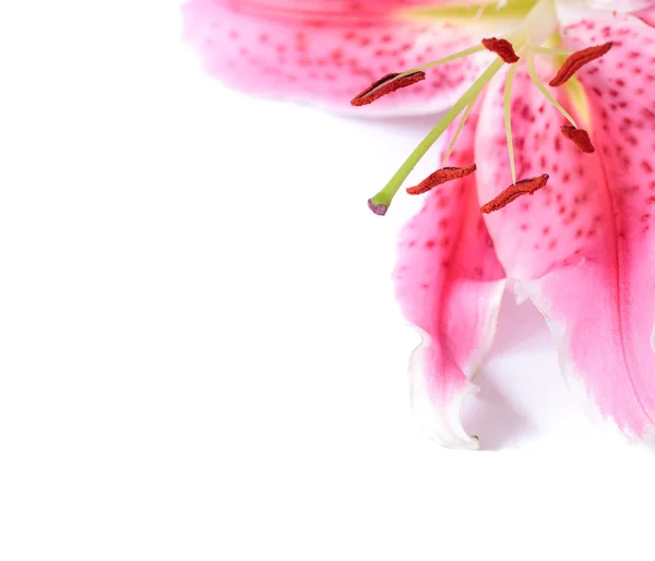 Lily floral template — Stock Photo, Image