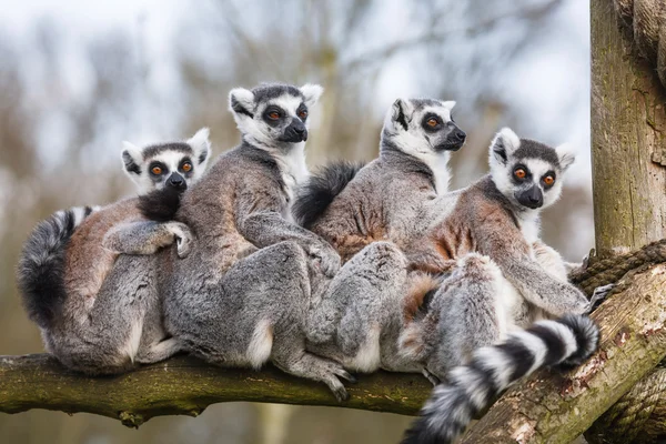 Familia Lemur — Foto de Stock