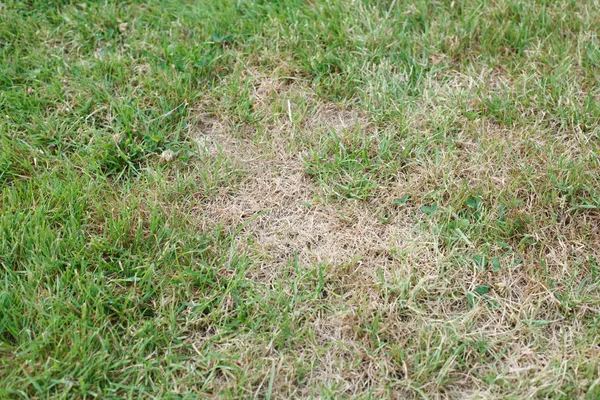 Нездоровая трава Стоковое Фото