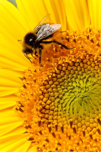 Bee op zonnebloem close-up Stockfoto
