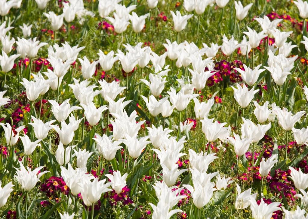 Tulip flowerbed