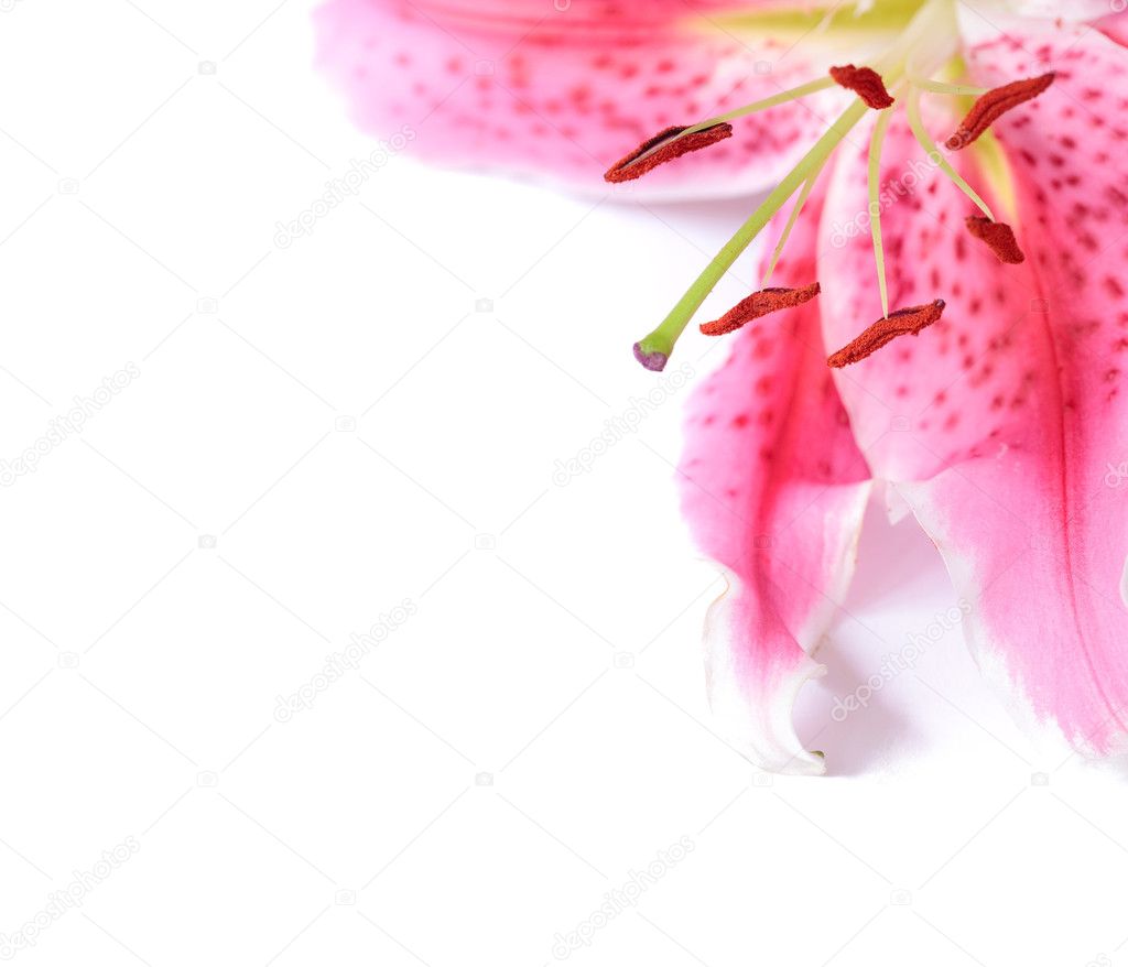Lily floral template