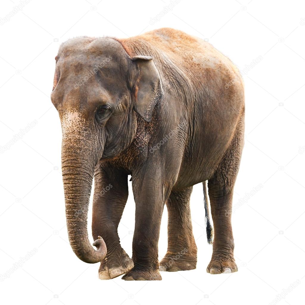 Elephant white background