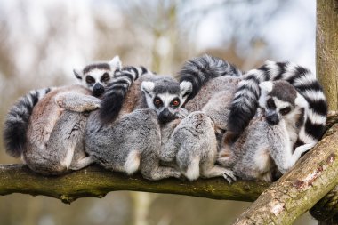 Lemurs hugging clipart