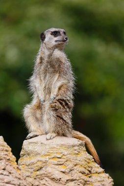 Meerkat nöbetçi