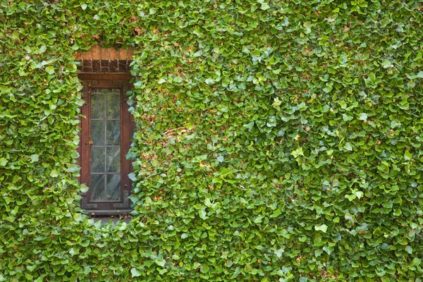 Murgröna runt fönster — Stockfoto