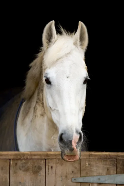 Paard in stal — Stockfoto