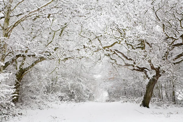 Waldschnee-Szene — Stockfoto