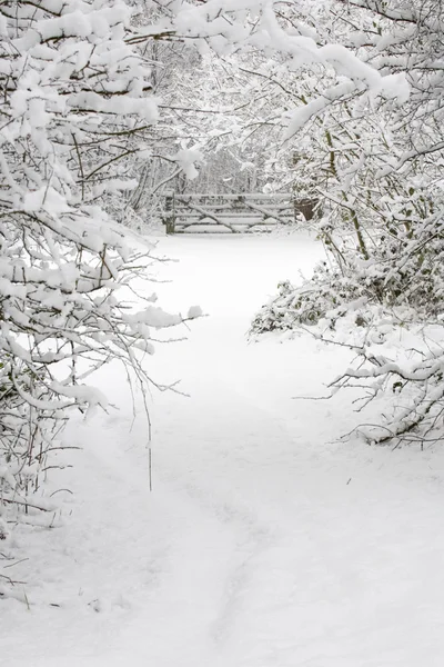 Sneeuw overdekte woods — Stockfoto