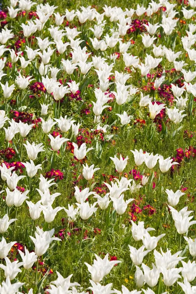 Tulips and primroses — Stock Photo, Image