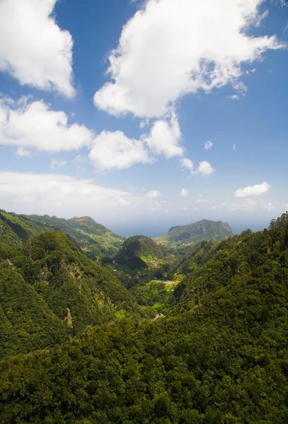 Bosque lluvioso — Foto de Stock