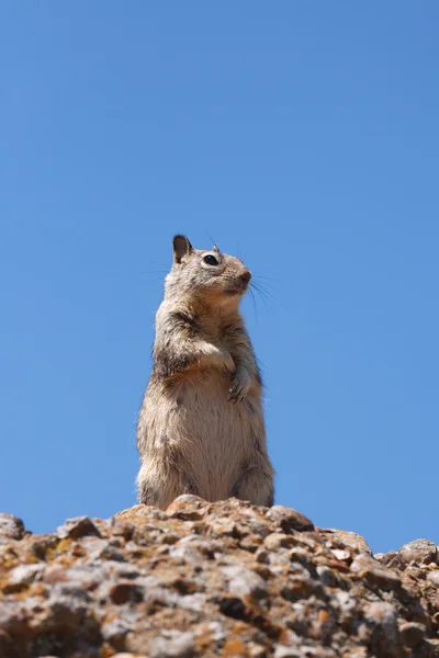 Western gray squirrel — Stock Photo, Image