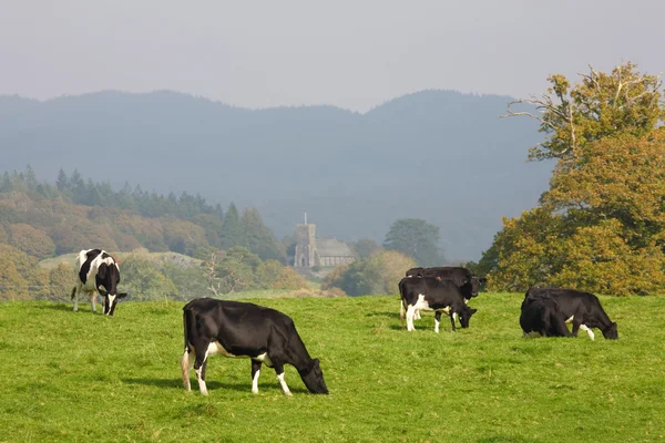 Troupeau de vaches féroces — Photo