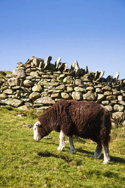 Schapen grazen in grasland — Stockfoto