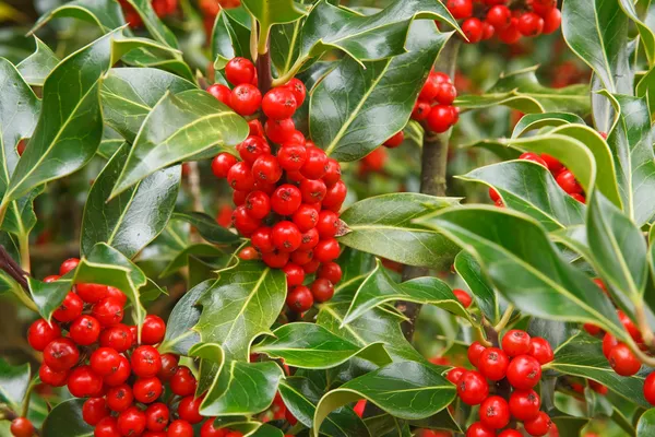 Holly berries — Stock Photo, Image