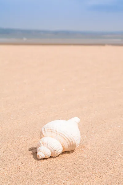 Concha de mar en la playa — Foto de Stock