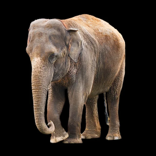 Elefant svart bakgrund — Stockfoto