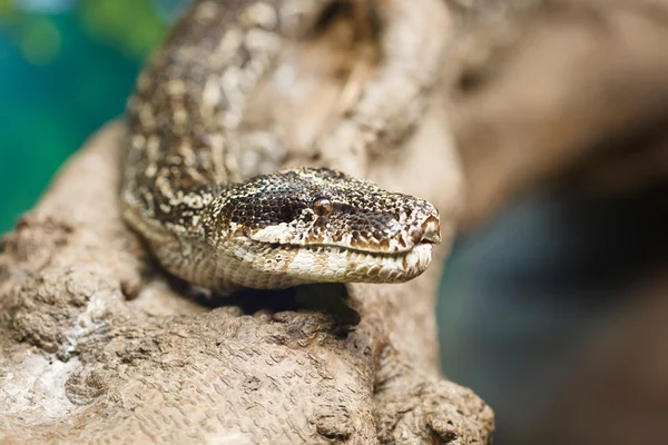 Serpente — Fotografia de Stock