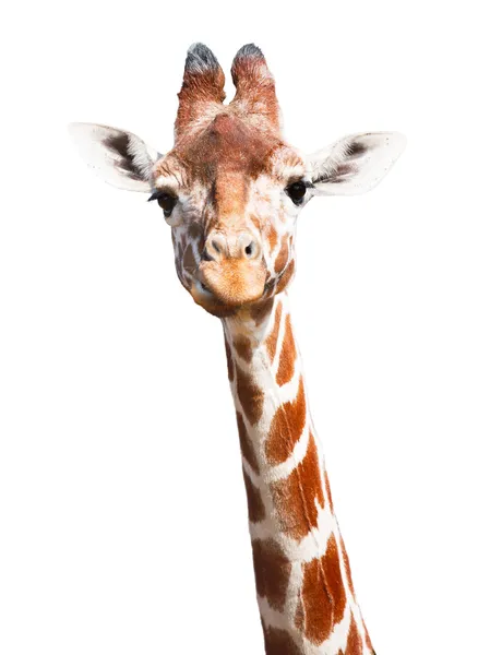 Giraffe witte achtergrond Stockfoto