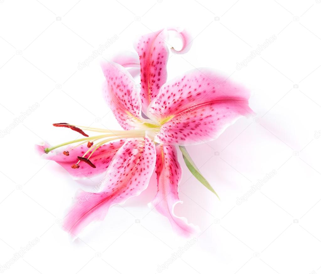 Stargazer lily isolated