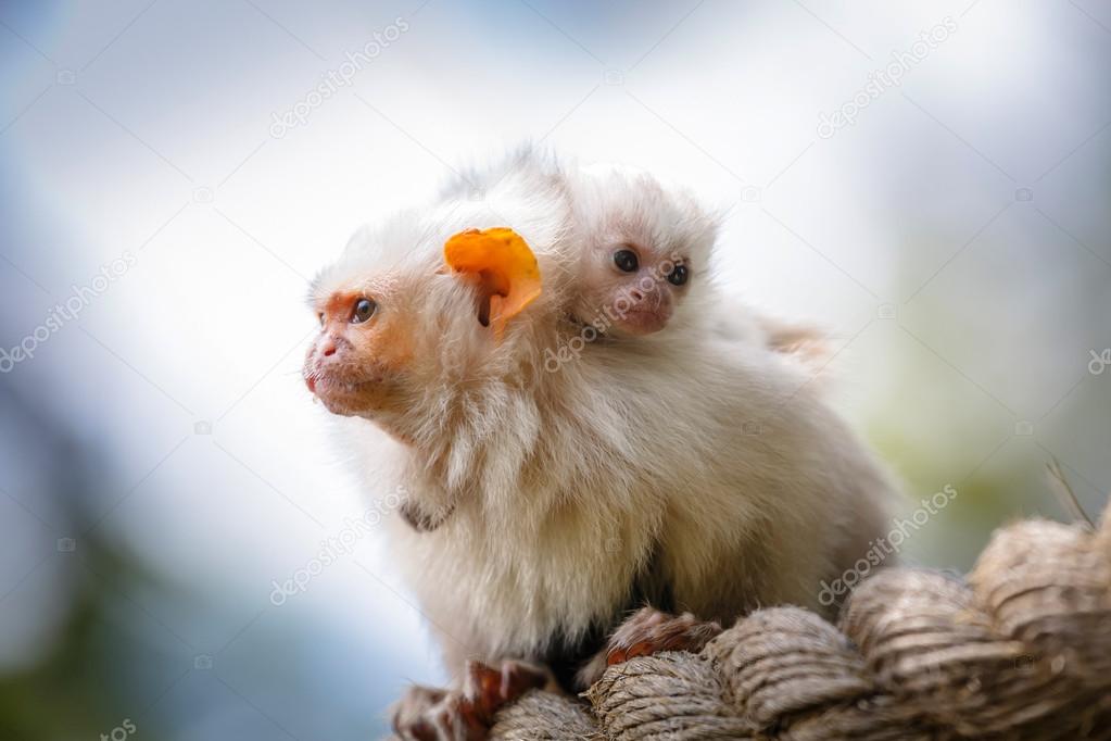 Silvery marmosets mother and baby