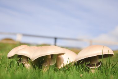 Field of mushrooms clipart