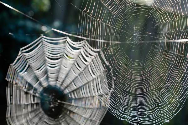 Spinnenwebben — Stockfoto