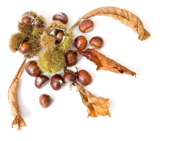 Chestnut design — Stock Photo, Image