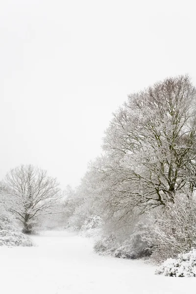 Cena de neve da floresta — Fotografia de Stock