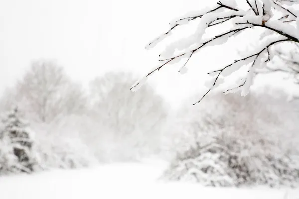 Skogsmark snömotiv — Stockfoto