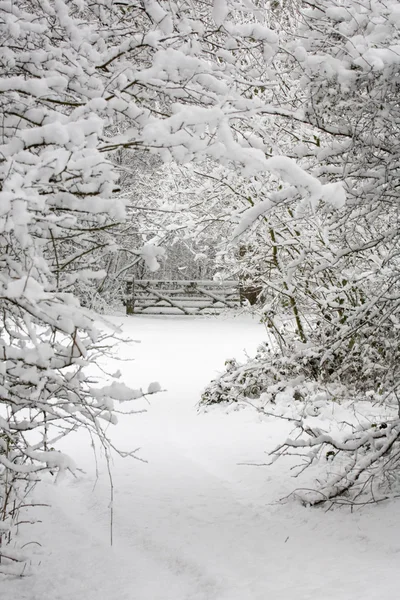 Árvores e portão na neve — Fotografia de Stock