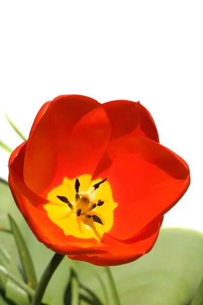 Tulpe isoliert auf weiß — Stockfoto