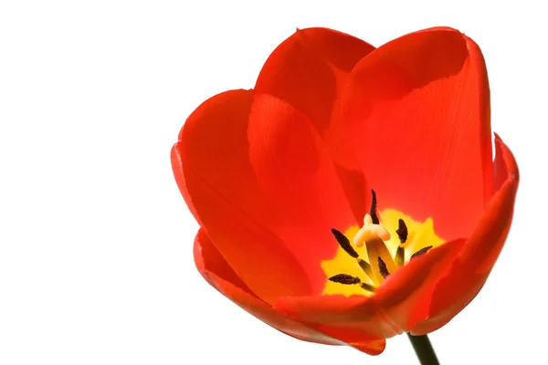 Tulip isolated on white — Stock Photo, Image