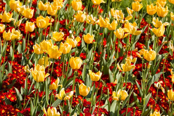 Kırmızı ve sarı çiçekler — Stok fotoğraf