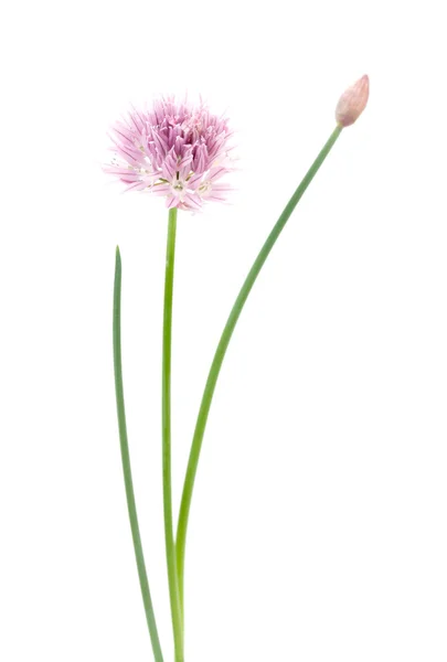 Рожева квітка на білому — стокове фото
