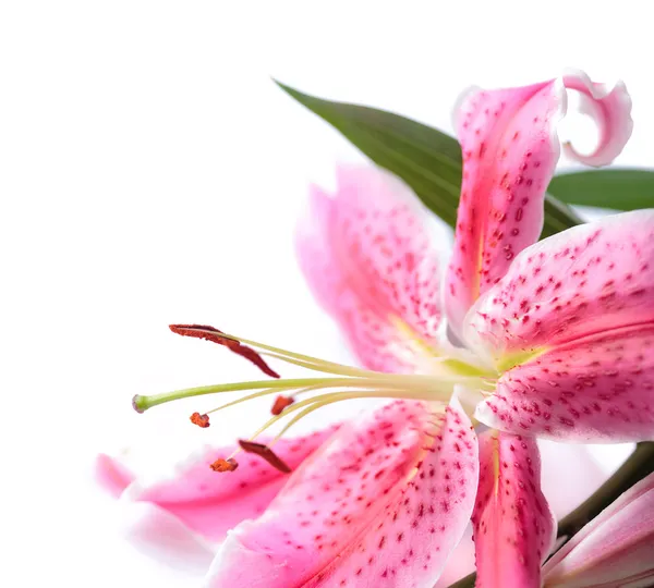 Stargazer lily isolated — Stock Photo, Image