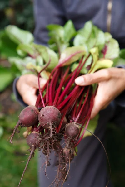 Biologische groenten — Stockfoto