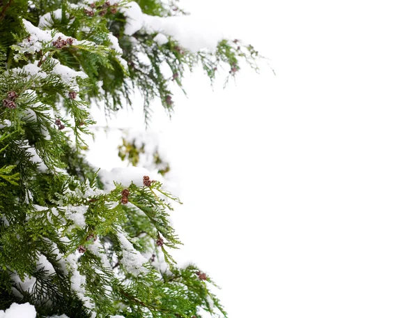 Barrträd och snö — Stockfoto