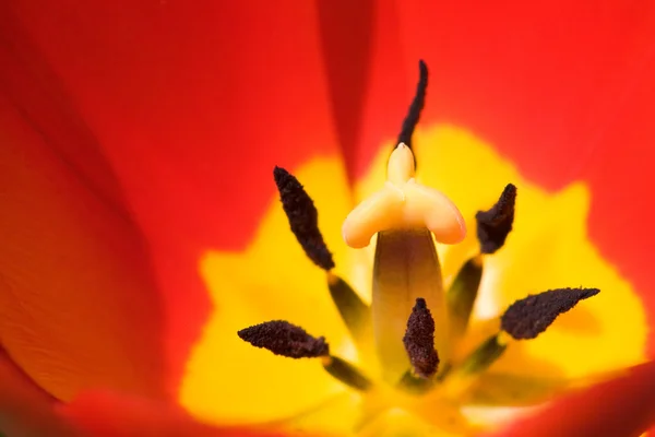 Detalhe tulipa — Fotografia de Stock