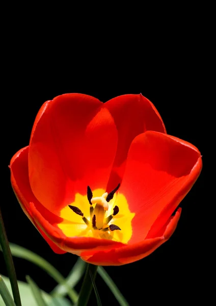 Tulpe isoliert auf schwarz — Stockfoto